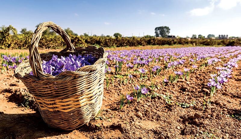 ORIGINAL KASHMIRI SAFFRON