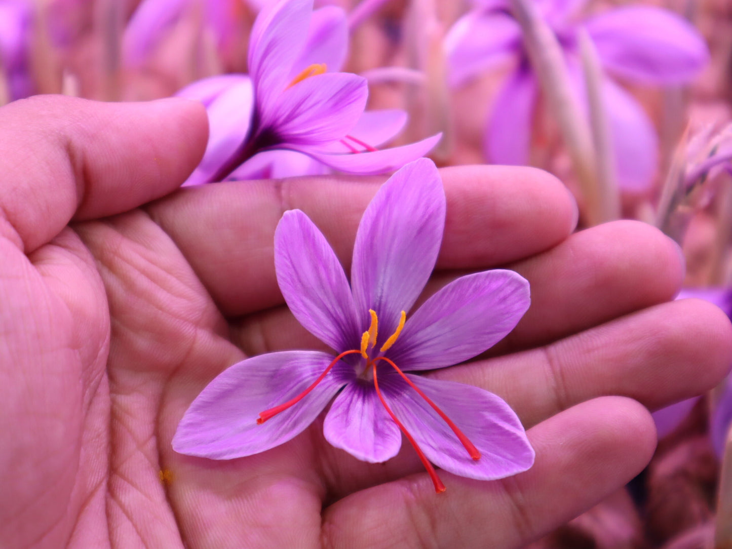 ORIGINAL KASHMIRI SAFFRON